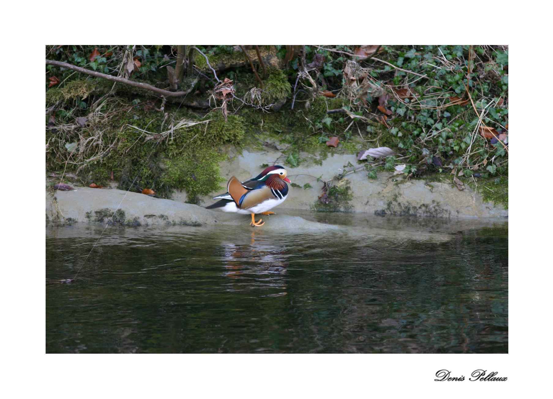 Canard mandarin dans l'Areuse,  Boudry